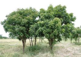 Image result for Azadirachta indica