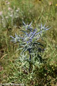 Image result for Ischaemum amethystinum