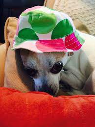 Pin By Jennifer Romano On Iggy Chihuahua Lover Hats Bucket Hat