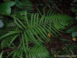 Image result for Amblovenatum opulentum