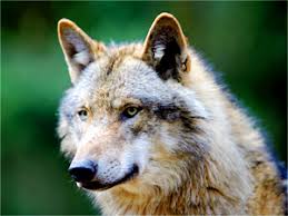 Check spelling or type a new query. Wolf Spirit Animal Totem Meaning