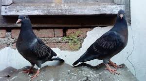 Maybe you would like to learn more about one of these? 18 Cara Menangkap Merpati Liar Bagi Pemula Arenahewan Com