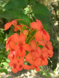 Image result for Ruspolia australis