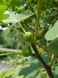 The second and more important one comes in july to october from current summer's wood. Figs Are Ripening Home Garden Information Center
