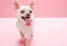 Timeline Photos I Love My Chihuahua Facebook Razas De Perros Duenos De Perros Perros