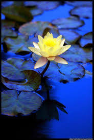 Trova tantissime idee per fiori acquatici. Pin Di Monica Moraga Guzman Su Flowers Ninfee Fiori Fiore Della Passione