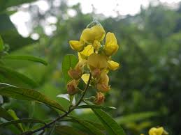 Image result for Crotalaria spectabilis