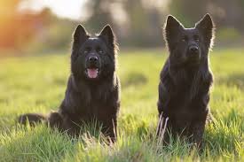 Long haired german shepherds shouldn't need bathing too regularly. Long Haired German Shepherd What To Know Before Buying All Things Dogs All Things Dogs