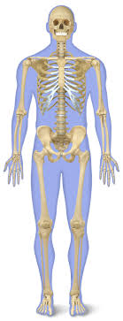 The next five vertebrae are known as the lumbar vertebrae and make up the lower back so many people say they have trouble with. Number Of Bones In Human Body Skeleton Facts Dk Find Out