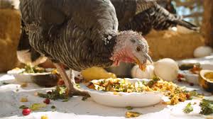 We did not find results for: Celebration For The Turkeys Farm Sanctuary