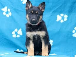 Akc black/tan german shepherd puppies for sale. Blue German Shepherd Puppies For Sale In Pa Pets Lovers