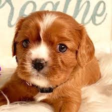 Find the perfect puppy for sale in. 4 Best Cavapoo Breeders In Arizona 2021 We Love Doodles
