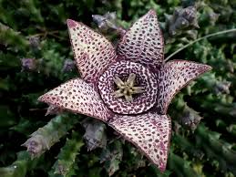 Image result for Orbea paradoxa
