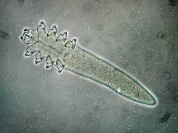 Image result for Demodex folliculorum