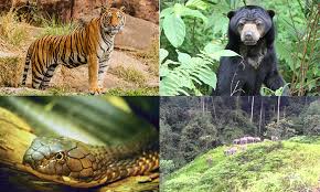 Di sebelah timur pulau flores ada gugusan pulau lembata, adonara dan solor, sedangkan di sebelah barat ada gugusan pulau. Tip Petua Jika Bertemu Binatang Buas Ketika Memancing Umpan