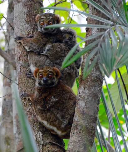 Lemur - Eastern Woolly lemurs (Avahi laniger) | Facebook