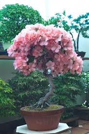 A favorite beginner bonsai tree for indoors the schefflera arboricola is well known as an ordinary houseplant and has many common names including arboricola, umbrella tree and dwarf schefflera. 4 Go Garden 10pcs Winter Sweet Bonsai Plum Blossom Chinese Plum Flower Bonsai Tree Perennial Cold Resistant Indoor Flowering Potted Plants Fresh Flowers Indoor Plants Plants Seeds Bulbs Urbytus Com