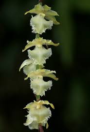 Image result for Diaphananthe vesicata
