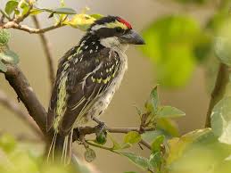 Image result for Blotiella trichosora