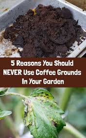 5 Reasons To Never Use Coffee Grounds In Your Garden Coffee Grounds For Plants Uses For Coffee Grounds Coffee Grounds Garden