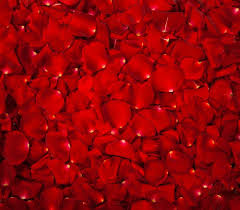 Acquista su ibs a 10.45€! Romantici Petali Rossi Floreali Per Eventi Matrimoni Anniversari Cerimonie Feste Fidanzamento E Decorazioni 2000 San Valentino The Twiddlers Rosa Di Velluto Soprammobili Casa E Cucina Bepco Ee