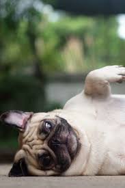 Ebru Ozel Adli Kullanicinin Mops Pug Panosundaki Pin Pug Kopekler Yavru Pug