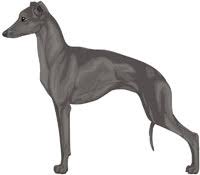 Welcome to the italian greyhound club of america. Italian Greyhound Colors