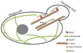 Why is the mitochondria so important to a eukaryotic cell. If An Eukaryotic Cell Engulfed One Mitochondrion How Did The Mitochondrion Divide Itself At The Same Time As The Host Eukaryotic Cell Quora