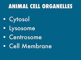 Check spelling or type a new query. Cell Organelles And Their Processes By Lexi Helman