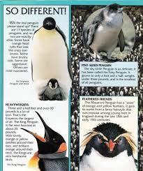 Penguin Facts Penguin Place Penguin Facts Penguins All About Penguins