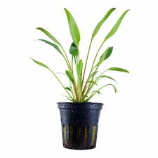 The typical habitats of cryptocoryne are mostly streams and rivers with not too rapidly flowing water, in the lowland forest. Cryptocoryne Willisii 1132 5 99 Tropical Aquarium Fish Tank Plants For Sale Co2 Sets Fertilisers And More Aqua Essentials The Planted Aquarium Specialists