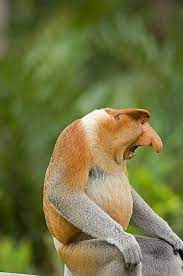 The World S Weirdest Animals And Where To See Them Bekantan Binatang Hewan