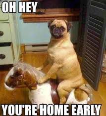 We may earn commission from links on this page, but we only recommend products we back. Laugh Out Loud With The Best Dog Memes Of 2021