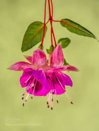 Fuchsia Paradise 2 Fuchsia My Flower Flower Garden
