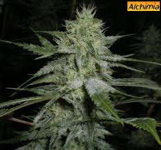 We did not find results for: Powdery Mildew Fungus On Marijuana Plants Alchimia Grow Shop