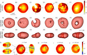 Maybe you would like to learn more about one of these? Characterizations Of Individual Mouse Red Blood Cells Parasitized By Babesia Microti Using 3 D Holographic Microscopy Scientific Reports