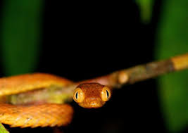 Image result for Imantodes chocoensis