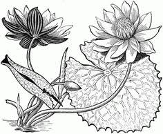 Sketsa gambar pentas seni.selain dipelihara ikan koi juga banyak. 39 Gambar Sketsa Bunga Indah Sakura Mawar Melati Matahari Anggrek Teratai Bunga Teratai Menggambar Sketsa Sketsa Bunga