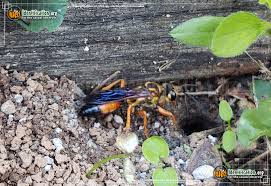 Check spelling or type a new query. Great Golden Digger Wasp Sphex Ichneumoneus