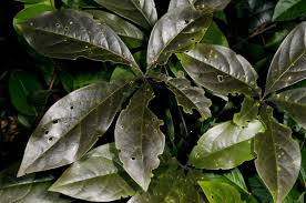 Image result for Ritchiea albersii