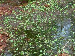 Image result for Marsilea subterranea