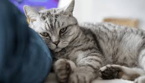 Span beim führenden marktplatz für gebrauchtmaschinen kaufen. How Long Can A Cat Remember A Person My British Shorthair