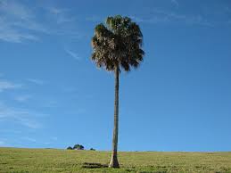 Image result for Livistona australis