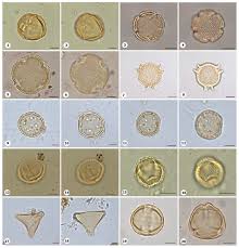 Image result for Rhytachne latifolia