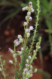 Image result for Eriocephalus microphyllus