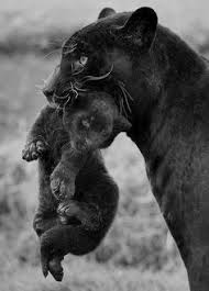 Pin By Richard Savon On My Saves Animals Animals Beautiful Cute Animals