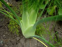 El hinojo es una planta con muchas propiedades, te damos algunas ideas para disfrutar de este deliciosoy nutritivo vegeta. El Hinojo Sus Propiedades Y Uso En La Cocina