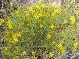 Image result for Hypericum peplidifolium