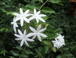 Image result for Jasminum dichotomum