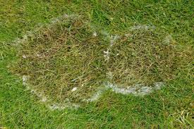 Check spelling or type a new query. Lawn Diseases To Look Out For In Winter Lawn Solutions Australia